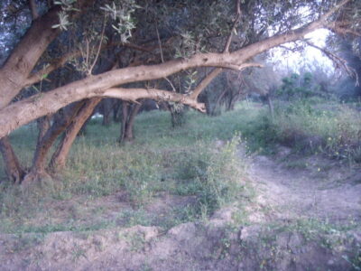 https://www.immotaroudant.com/bien/terrain-a-vendre-a-taroudant-maroc-t13368/