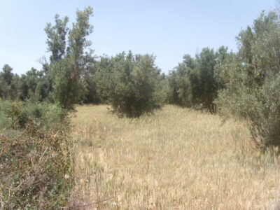 https://www.immotaroudant.com/bien/terrain-a-vendre-a-taroudant-maroc-t13389/