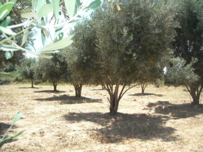https://www.immotaroudant.com/bien/terrain-a-vendre-a-taroudant-maroc-t13417/