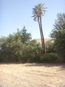 https://www.immotaroudant.com/bien/terrain-a-taroudant-t13561/
