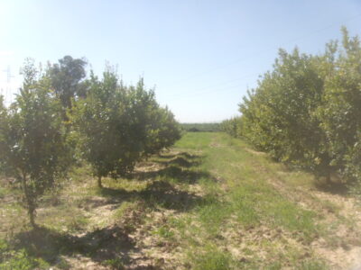 https://www.immotaroudant.com/bien/terrain-a-taroudant-t13689/