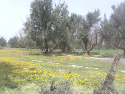 https://www.immotaroudant.com/bien/terrain-a-vendre-a-taroudant-t13739/