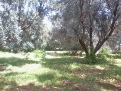 https://www.immotaroudant.com/bien/terrain-a-vendre-a-taroudant-t13758/