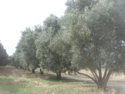 https://www.immotaroudant.com/bien/vente-terrain-taroudant-t13830/