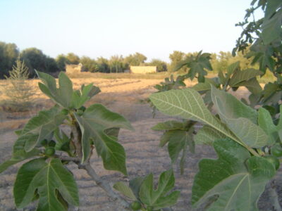https://www.immotaroudant.com/bien/vente-terrain-a-taroudant-t14070/