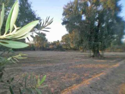 https://www.immotaroudant.com/bien/terrain-a-vendre-a-taroudant-maroc-t14164/
