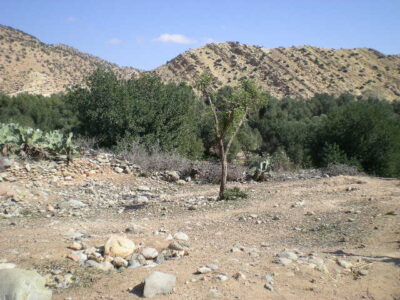 https://www.immotaroudant.com/bien/terrain-a-vendre-a-taroudant-maroc-t14169/