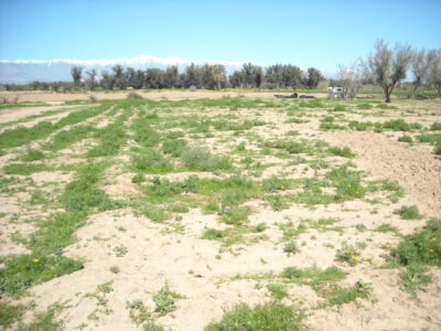 https://www.immotaroudant.com/bien/terrain-a-vendre-a-taroudant-maroc-t14178/
