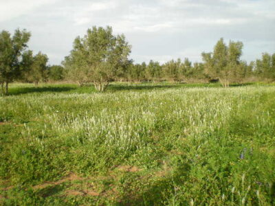 https://www.immotaroudant.com/bien/terrain-a-vendre-a-taroudant-maroc-t14180/