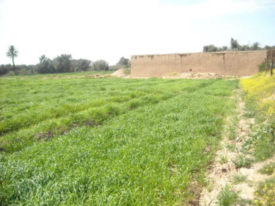 https://www.immotaroudant.com/bien/terrain-a-vendre-a-taroudant-maroc-t14188/