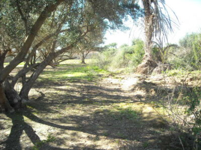 https://www.immotaroudant.com/bien/terrain-a-vendre-a-taroudant-maroc-t14176/