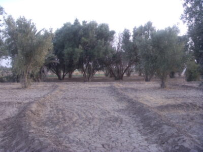 https://www.immotaroudant.com/bien/terrain-a-vendre-a-taroudant-maroc-t14217/