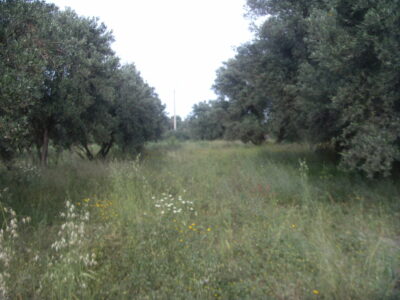https://www.immotaroudant.com/bien/terrain-a-taroudant-t13356/