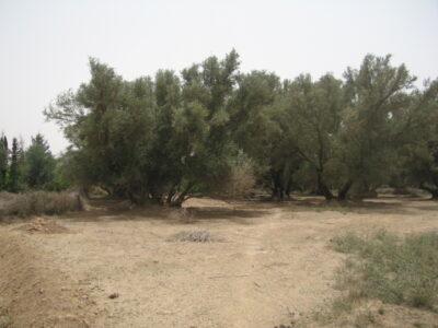 https://www.immotaroudant.com/bien/vente-terrain-a-taroudant-t12498/
