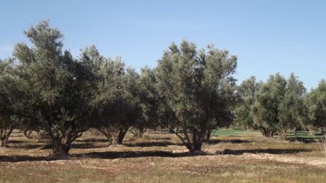 https://www.immotaroudant.com/bien/vente-terrain-a-taroudant-t12528/