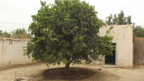 https://www.immotaroudant.com/bien/vente-maison-a-taroudant-m12485/