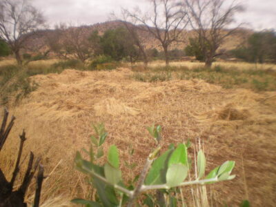 https://www.immotaroudant.com/bien/terrain-a-vendre-a-taroudant-maroc-t14202/