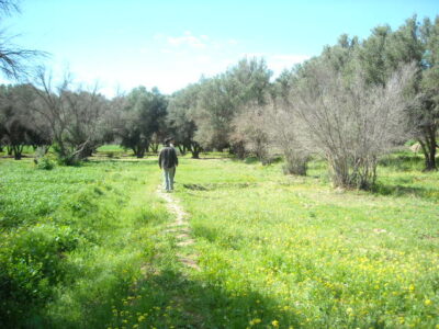 https://www.immotaroudant.com/bien/terrain-a-vendre-a-taroudant-maroc-t14173/