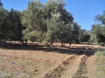 https://www.immotaroudant.com/bien/terrain-vendre-taroudant-t14026/