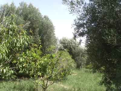 https://www.immotaroudant.com/bien/ferme-a-vendre-a-taroudant-f13667/