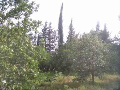 https://www.immotaroudant.com/bien/ferme-a-vendre-a-taroudant-f13754/
