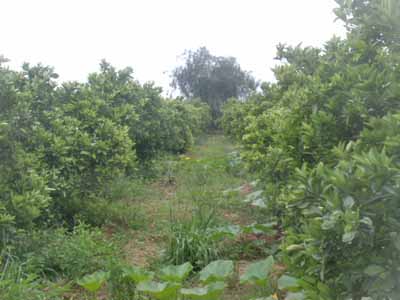 https://www.immotaroudant.com/bien/ferme-a-vendre-a-taroudant-f13780/