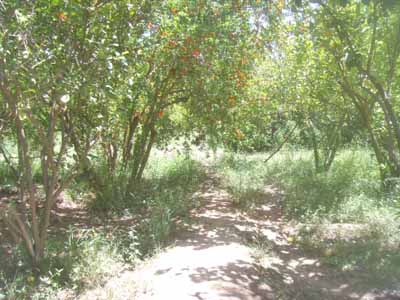 https://www.immotaroudant.com/bien/vente-ferme-a-taroudant-f13781/