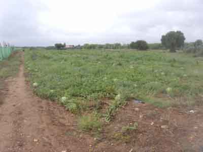 https://www.immotaroudant.com/bien/ferme-a-vendre-a-taroudant-f13794/