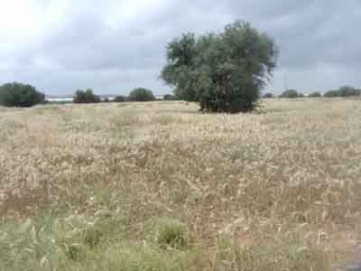 https://www.immotaroudant.com/bien/ferme-a-vendre-a-taroudant-f13795/