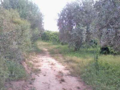 https://www.immotaroudant.com/bien/ferme-a-vendre-a-taroudant-f13803/