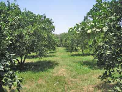 https://www.immotaroudant.com/bien/vente-ferme-taroudant-f13865/