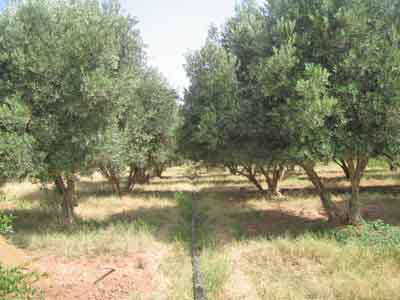 https://www.immotaroudant.com/bien/vente-ferme-taroudant-f13866/