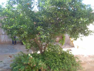 https://www.immotaroudant.com/bien/vente-maison-taroudant-m12295/