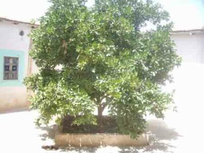 https://www.immotaroudant.com/bien/maison-en-pise-a-taroudant-m13458/