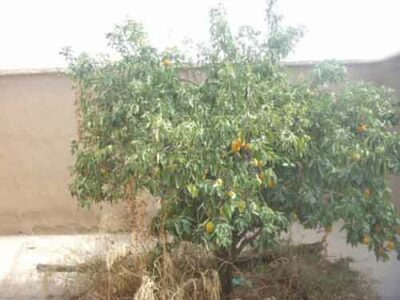 https://www.immotaroudant.com/bien/maison-taroudant-m13536/