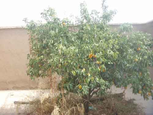 Maison Taroudant