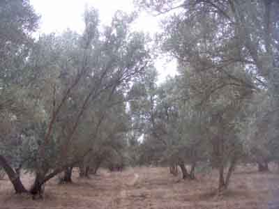 https://www.immotaroudant.com/bien/terrain-a-taroudant-t13558/