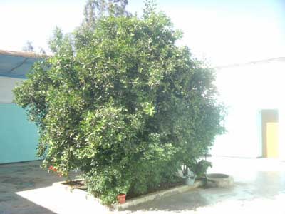 https://www.immotaroudant.com/bien/maison-a-taroudant-m13621/