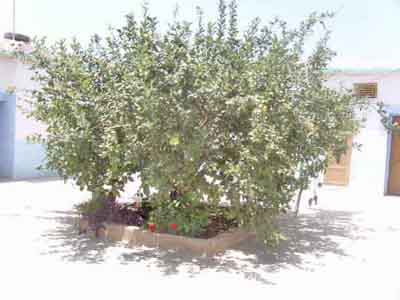 https://www.immotaroudant.com/bien/maison-dans-la-montagne-de-taroudant-m13663/