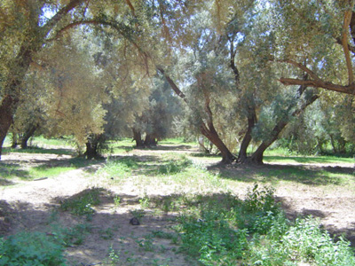 https://www.immotaroudant.com/bien/vente-terraintitretaroudant-t12037/
