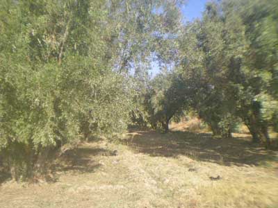https://www.immotaroudant.com/bien/vente-terrain-taroudant-t13330/