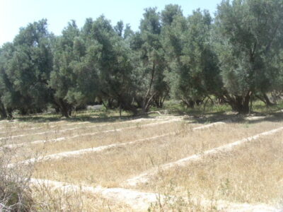 https://www.immotaroudant.com/bien/terrain-a-vendre-a-taroudant-maroc-t13402/