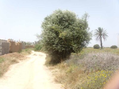 https://www.immotaroudant.com/bien/terrain-a-vendre-a-taroudant-maroc-t13409/