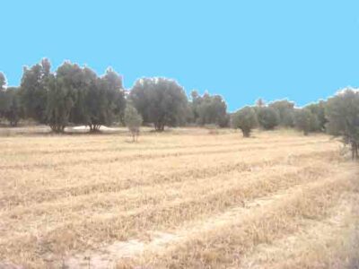 https://www.immotaroudant.com/bien/vente-terrain-taroudant-t13429/