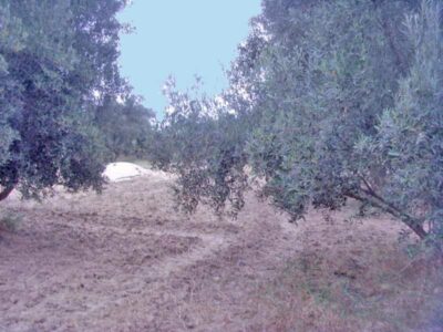 https://www.immotaroudant.com/bien/terrain-a-vendre-a-taroudant-maroc-t13431/
