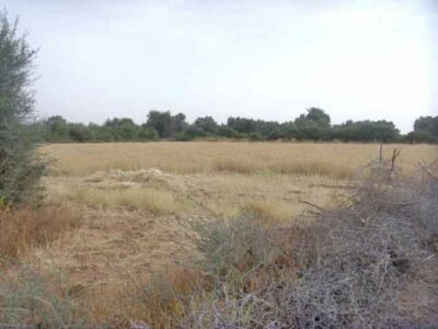 https://www.immotaroudant.com/bien/terrain-a-vendre-a-taroudant-maroc-t13433/