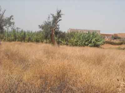https://www.immotaroudant.com/bien/terrain-agricole-ataroudant-t13519/