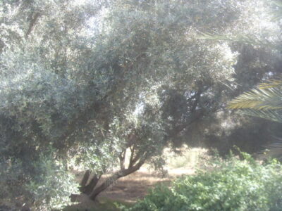 https://www.immotaroudant.com/bien/terrain-a-vendre-a-taroudant-t13820/