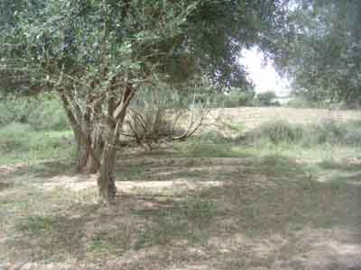 https://www.immotaroudant.com/bien/vente-terrain-a-taroudant-t13823/