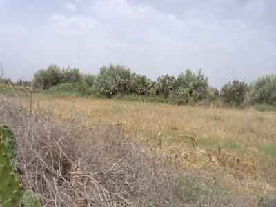 https://www.immotaroudant.com/bien/terrain-en-vente-a-taroudant-t13827/